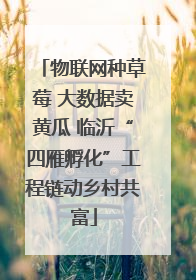 物联网种草莓 大数据卖黄瓜 临沂“四雁孵化”工程链动乡村共富