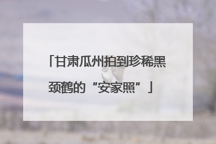 甘肃瓜州拍到珍稀黑颈鹤的“安家照”