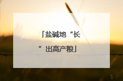 盐碱地“长”出高产粮