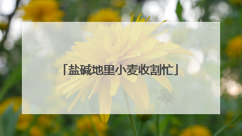 盐碱地里小麦收割忙