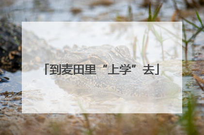 到麦田里“上学”去