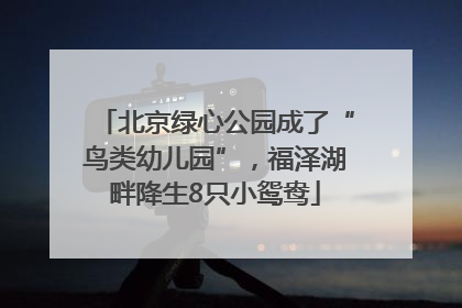 北京绿心公园成了“鸟类幼儿园”，福泽湖畔降生8只小鸳鸯