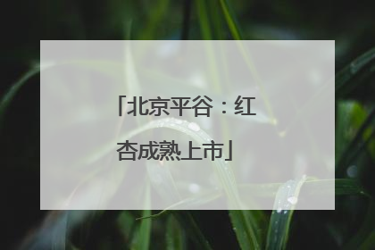 北京平谷：红杏成熟上市