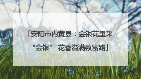 安阳市内黄县：金银花里采“金银” 花香溢满致富路