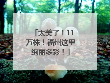 太美了！11万株！福州这里绚丽多彩！
