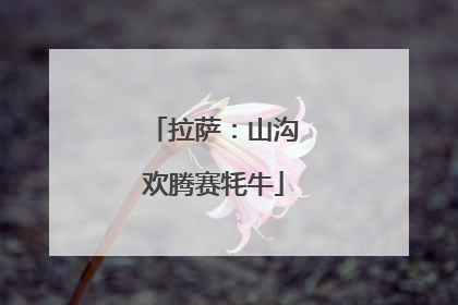 拉萨：山沟欢腾赛牦牛