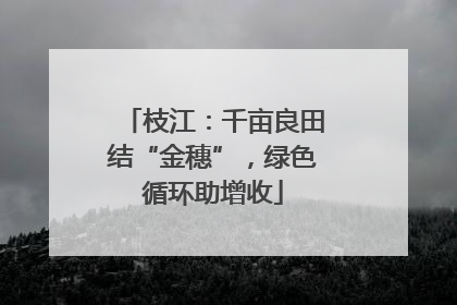 枝江：千亩良田结“金穗”，绿色循环助增收