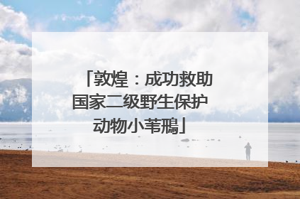 敦煌：成功救助国家二级野生保护动物小苇鳽