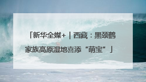 新华全媒+｜西藏：黑颈鹤家族高原湿地喜添“萌宝”
