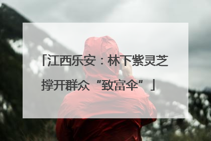 江西乐安：林下紫灵芝撑开群众“致富伞”