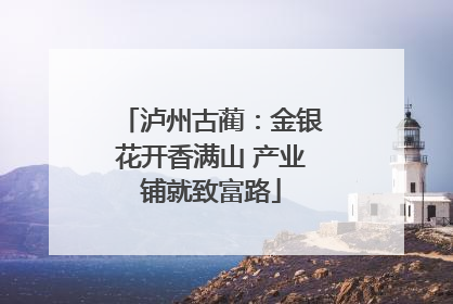 泸州古蔺：金银花开香满山 产业铺就致富路