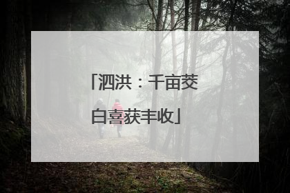 泗洪：千亩茭白喜获丰收
