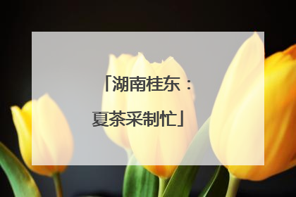 湖南桂东：夏茶采制忙