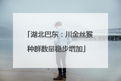 湖北巴东：川金丝猴种群数量稳步增加
