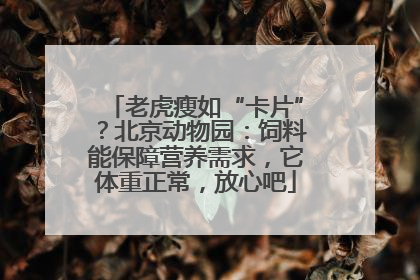 老虎瘦如“卡片”？北京动物园：饲料能保障营养需求，它体重正常，放心吧