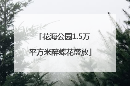花海公园1.5万平方米醉蝶花盛放