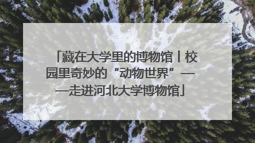 藏在大学里的博物馆丨校园里奇妙的“动物世界”——走进河北大学博物馆