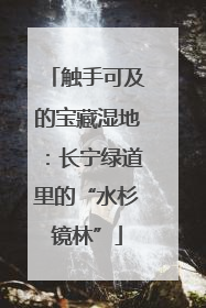 触手可及的宝藏湿地：长宁绿道里的“水杉镜林”