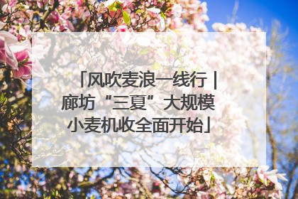 风吹麦浪一线行｜廊坊“三夏”大规模小麦机收全面开始