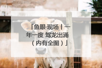鱼眼·现场丨一年一度 驾龙出涌（内有全图）