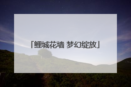 鲤城花墙 梦幻绽放
