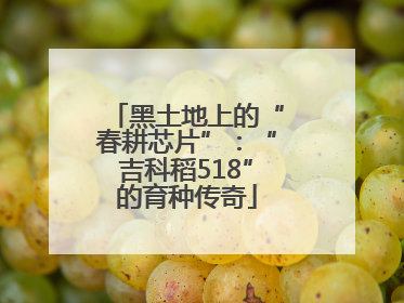 黑土地上的“春耕芯片”：“吉科稻518”的育种传奇