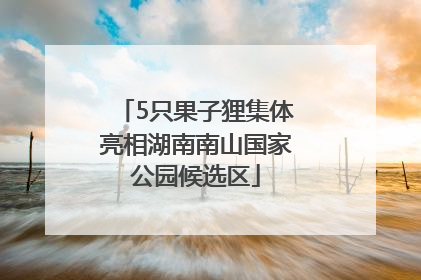 5只果子狸集体亮相湖南南山国家公园候选区